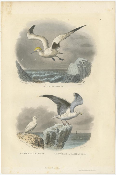 Set of 3 Antique Bird Prints of various Wading Birds and Seabirds (c.1850), view 4