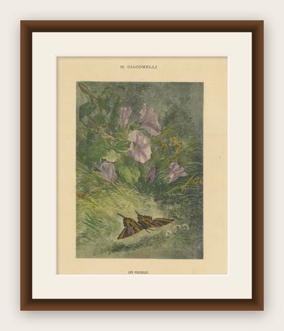 Morning Glories with Butterfly - Giacomelli’s Nature Print, Circa 1891, shown framed