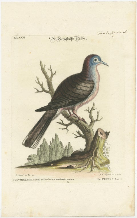 Exotic Pigeons: Hand-Colored Engravings from the Seligmann Edition, c.1770, view 3
