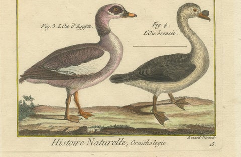 Hand-Colored Engraving of Goose Species from Histoire Naturelle, 1790, close-up 1