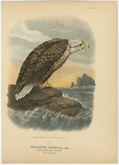 Bird Print of the White-Tailed or Grey or Eurasian Sea Eagle, 1894, view 3