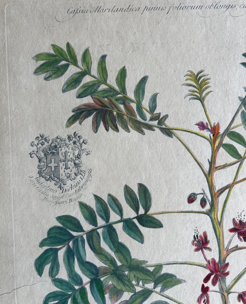 Set - Cassia Barbadensis & Marilandica, Botanical Prints by John Martyn c.1728, view 7