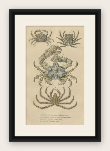 19th Century Antique Handcolored Print of Different Sea Crabs, 1845, shown framed