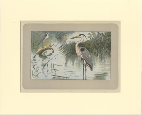 Antique Bird Print of a Grey Heron, view 2
