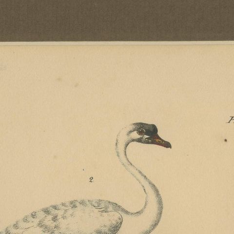 Flamingo & Swan, Antique hand-coloured lithograph, c.1828, close-up 5