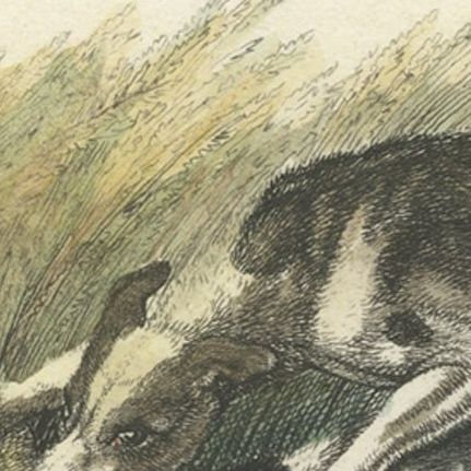 Antique Hand-Colored Print of Hunting Dogs Attacking a Fox, 1812, close-up 1