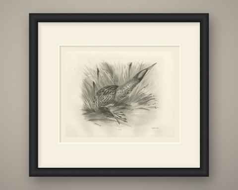 Bittern Stalking Through Reeds, Plate CLV after Lilian Medland, c. 1909, shown framed