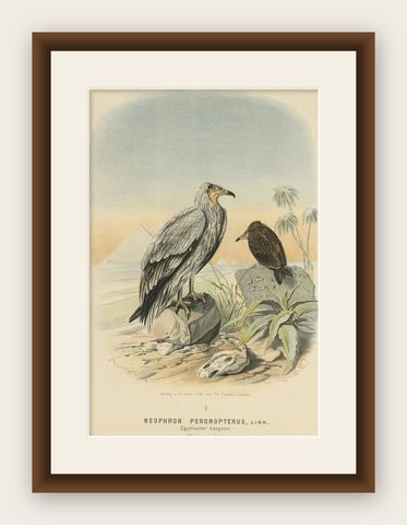 Antique Print of The Egyptian Vulture or White Scavenger Vulture Chicken, 1894, shown framed