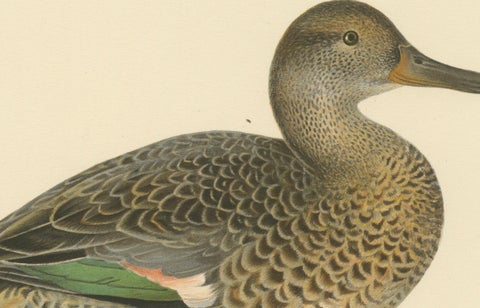 Whistles on the Wing: The European Teal by Magnus von Wright, 1929, close-up 1