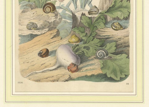1856 Hand-Colored Lithograph of Snails in a Natural Habitat, close-up 2