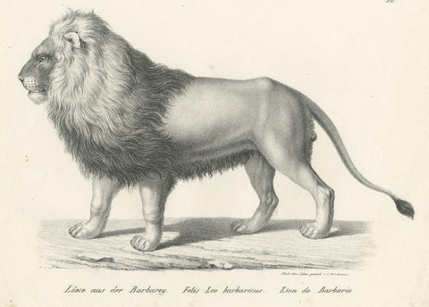 Original Antique Print of a Barbary Lion by Brodtmann, view 3