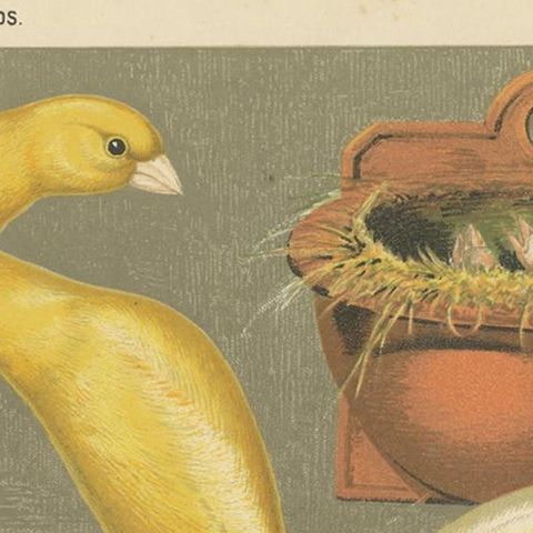 Antique Bird Print of the Scotch Fancy Canaries, Clear Yellow Hen and Others, close-up 1