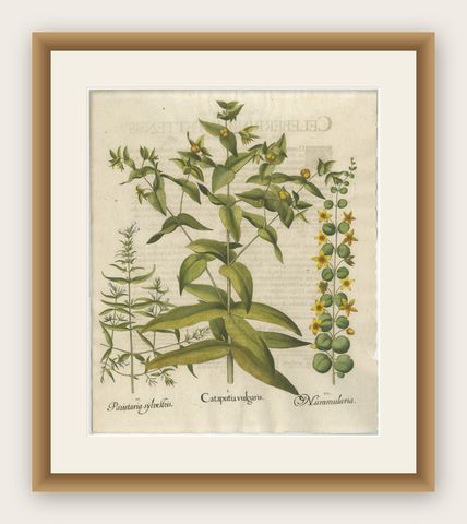Basilius Besler Spurge, Glasswort & Pennywort Botanical Engraving, 1613, shown framed