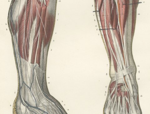 The Peroneal Nerves of the Leg, Antique Hirschfeld Anatomy Print, 1866, view 4