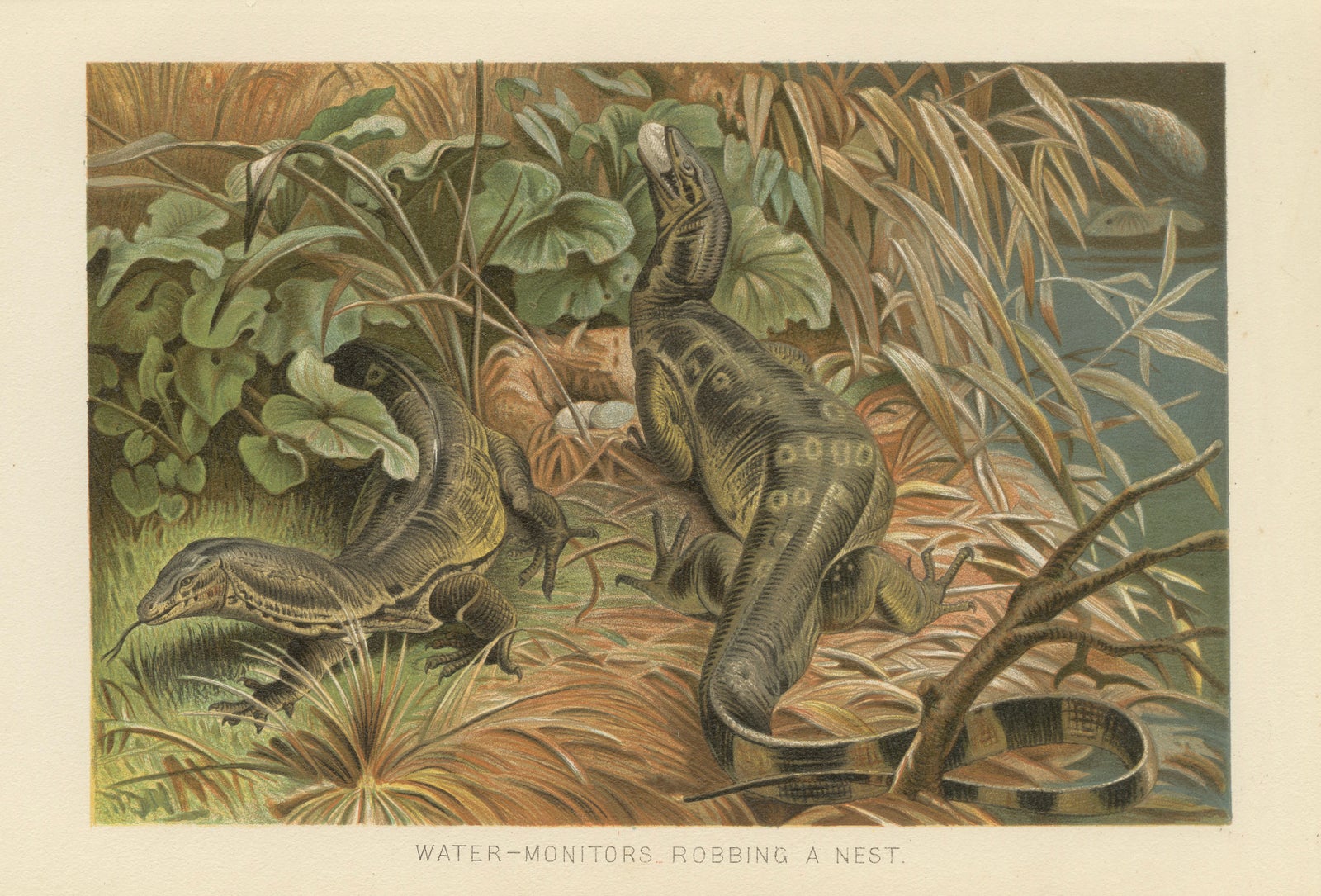 Water Monitors Robbing a Nest, Antique Reptile Wildlife Print, 1895
