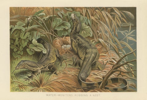 Water Monitors Robbing a Nest, Antique Reptile Wildlife Print, 1895