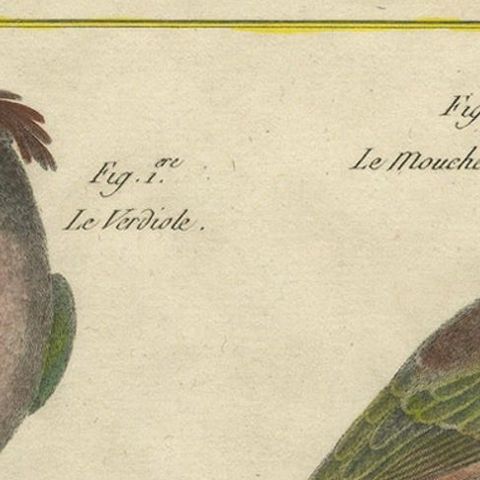 Hand-Colored Engraving of Exotic Tropical Birds from Histoire Naturelle, 1790, close-up 4