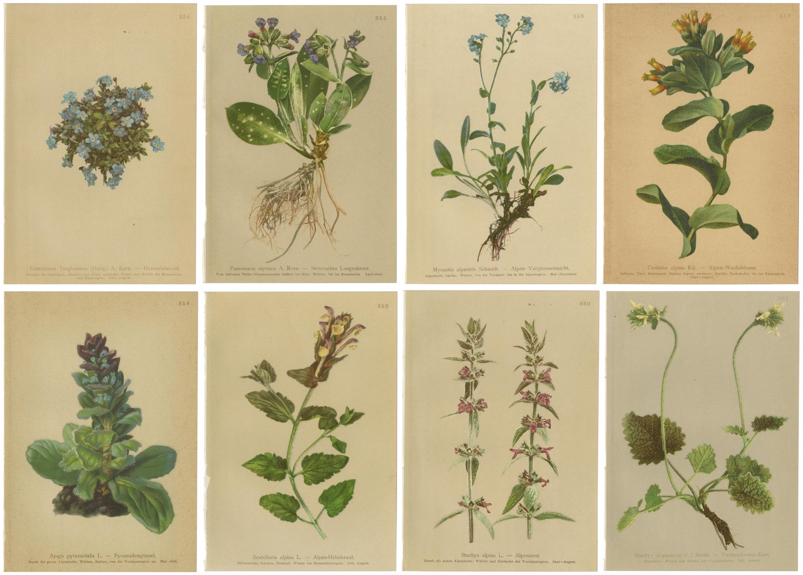 Antique Botanical Prints Alpine Flora Set of 8, Chromolithographs, 1897