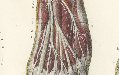 The Sole of the Foot in Four Layers, Antique Hirschfeld Anatomy Print, 1866, view 5