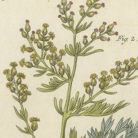 Marshmallow and Wormwood Medicinal Herbs, Antique Bertuch Print, circa 1812, close-up 6