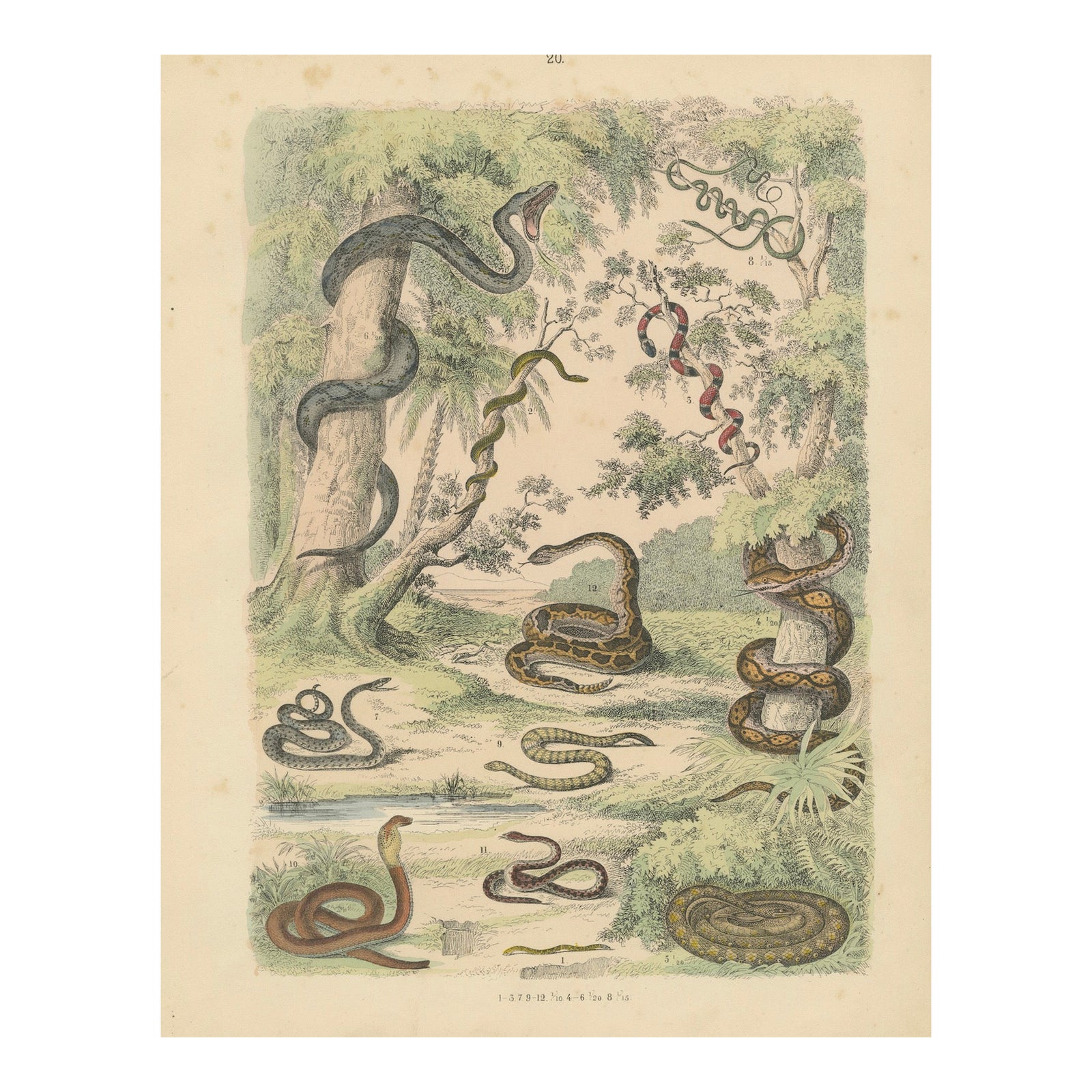 Snakes Print: Boa, Python, Viper, Coral Snake, Antique 1867