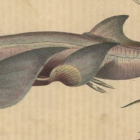 Antique Animal Print of Clingfishes by C. Hoffmann, 1847, close-up 2