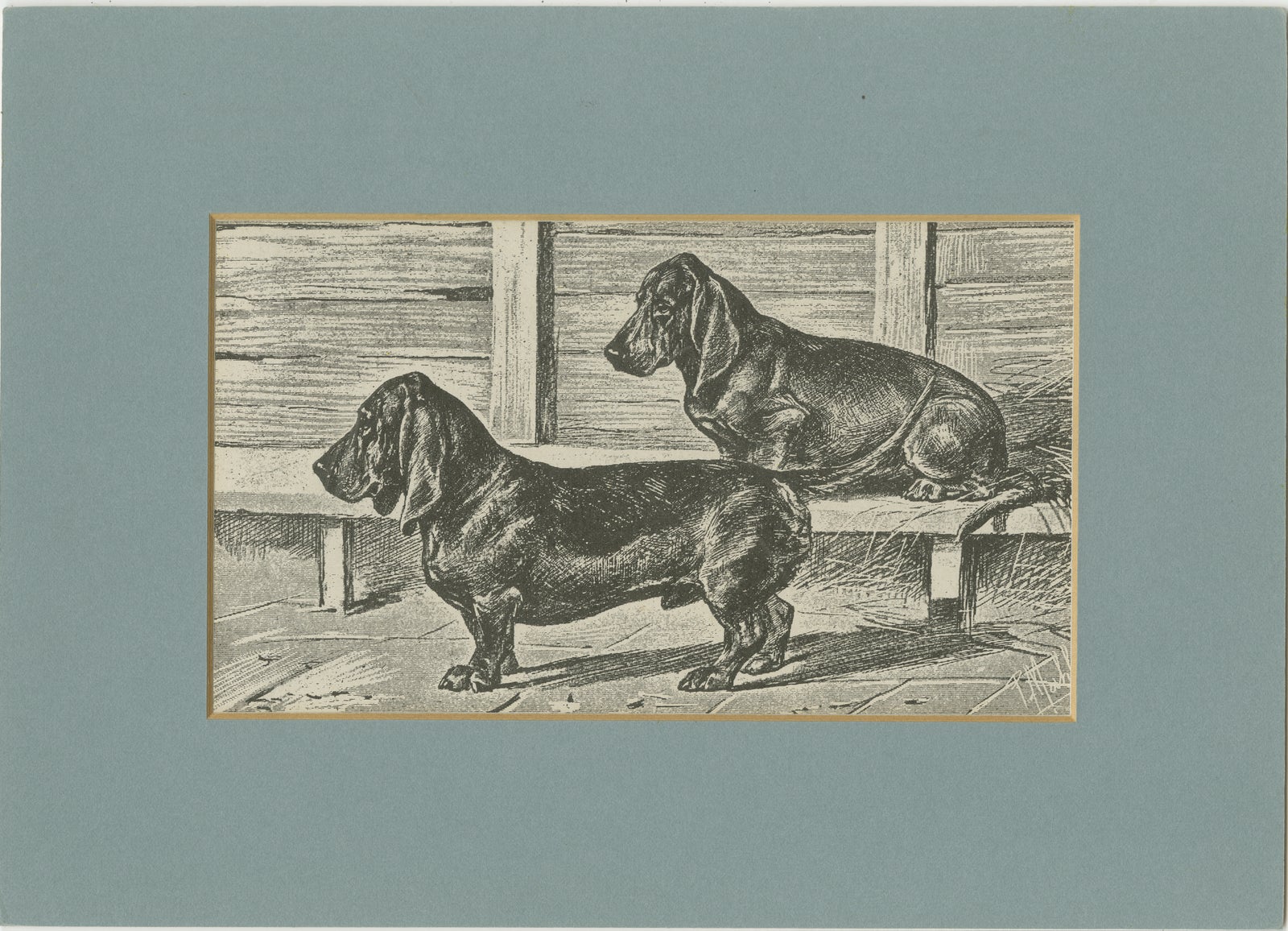Dachshund Dog Illustration, Antique 1915 Print from Dogs of All Nations