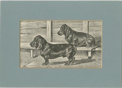 Dachshund Dog Illustration, Antique 1915 Print from Dogs of All Nations