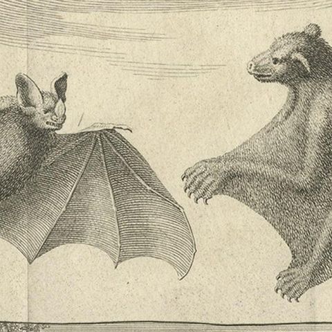 Rare Old Copper Engraved Print of a Flying Cat, a Pig, a Bat and Civet Cat, 1729, close-up 2