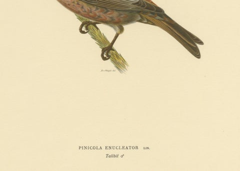 Perched Elegance: A 19th Century Lithograph of the Pine Grosbeak Bird, 1929, close-up 2