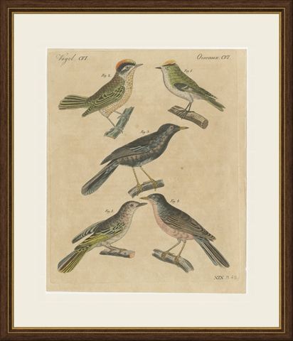 Goldcrest and Firecrest with Songbirds, Antique Bertuch Print, circa 1820, shown framed