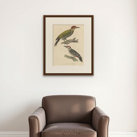 Rare Print of a Male Golden-Green & a Male Fulvous-Breasted Woodpecker, 1838, shown framed on a wall
