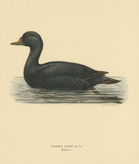 Serenity on the Waves: The Black Scoter Bird Print by Magnus von Wright, 1929, view 3