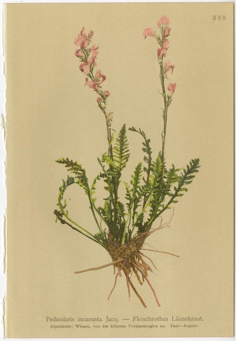 Eight Small Original Antique Pedicularis Wildflower Prints from the Alps, 1897, view 4