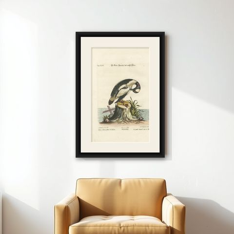 Hand-Colored Engraving of the Small Black and White Duck by Seligmann, ca.1770, shown framed on a wall