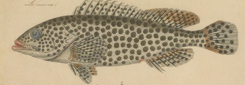 1819 Marine Splendor: Original Hand-Colored Engravings of Fishes, close-up 6