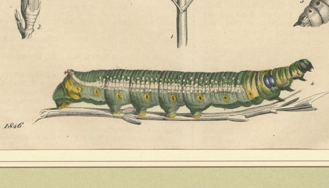 "Oleander Hawk-Moth Lifecycle" - Hand-Colored Plate, 1846, close-up 2