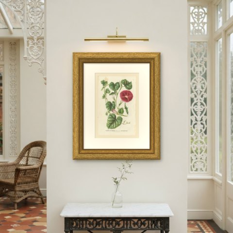Japanese Morning Glory Punicea Picta, Pharbitis Polymorpha Plate V, 1858, shown framed on a wall