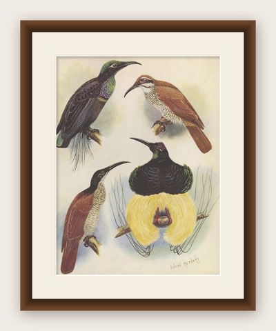 Antique Print of the Magnificent Rifle Bird & the Twelve-Wired Bird of Paradise, shown framed