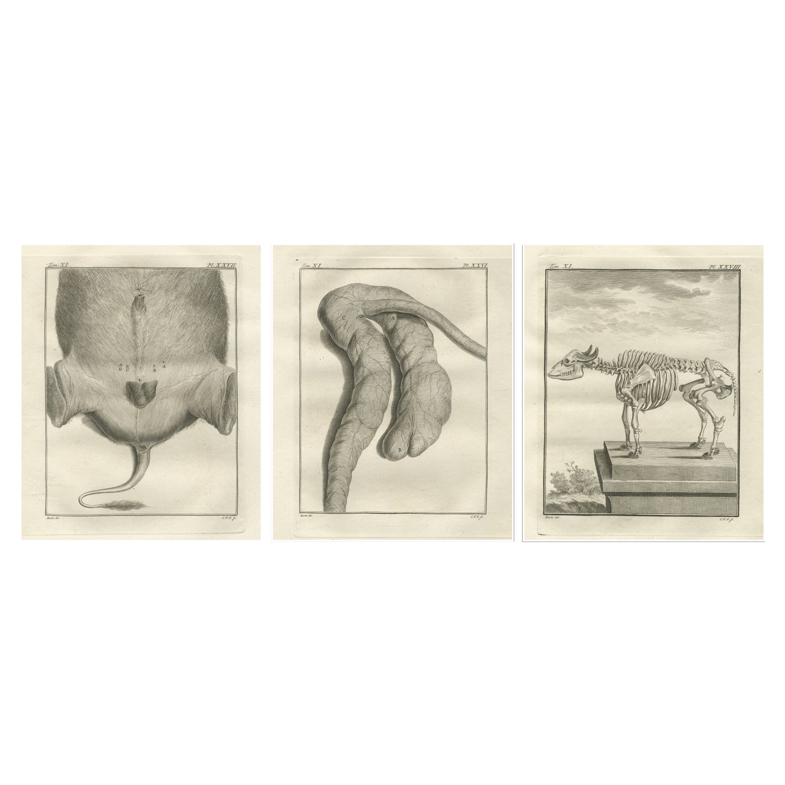 Set of 3 Antique Quadruped Anatomy Engravings, Buffon Scientific Plates 1769