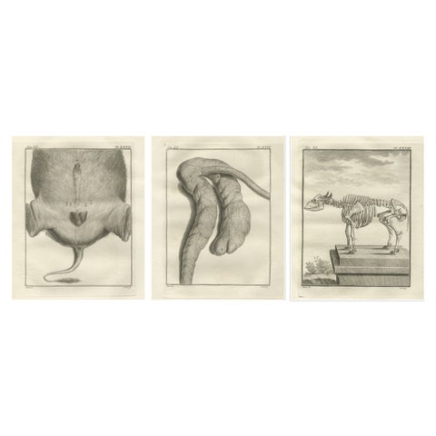 Set of 3 Antique Quadruped Anatomy Engravings, Buffon Scientific Plates 1769