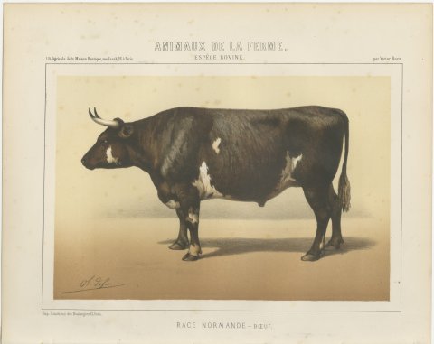 Normandy Ox, French Cattle Breed, Antique Chromolithograph by Borie, 1863, view 2