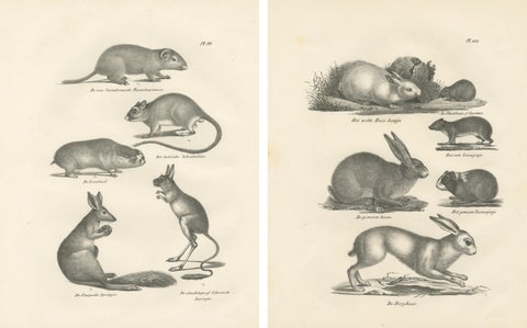 Antique Rodents & Hares Lithographs, Rabbits, Guinea Pig & Jerboa c.1830, view 4