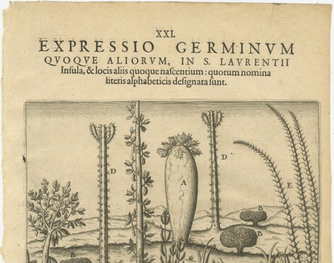 De Bry Engraving Expressio Germinum, Exotic Plants of St. Lawrence Island, 1598, close-up 3