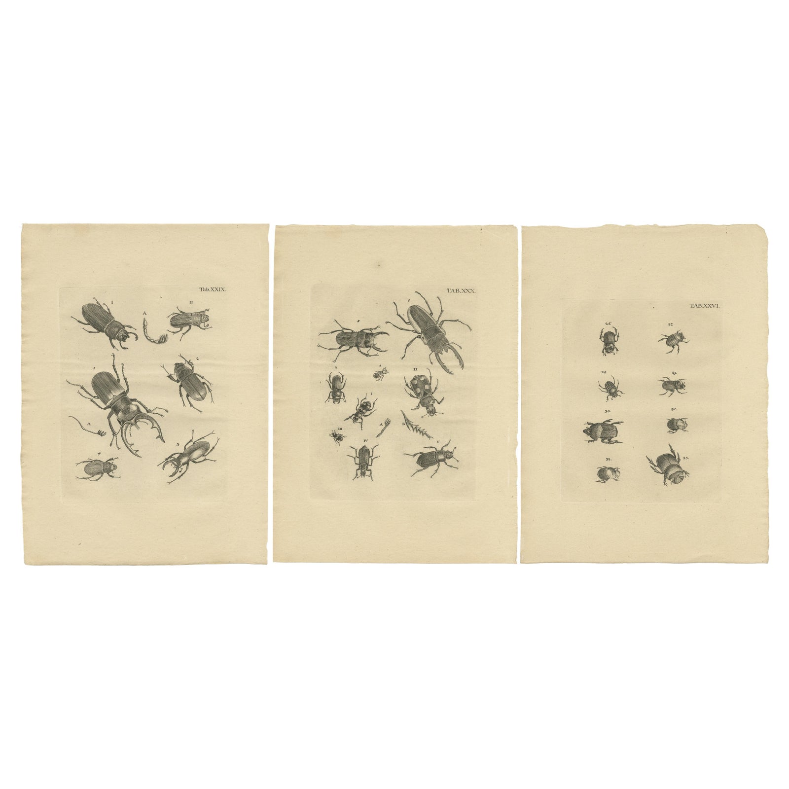Set of 3 Antique Prints of Various Beetles