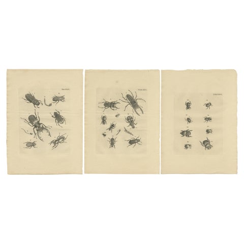 Set of 3 Antique Prints of Various Beetles