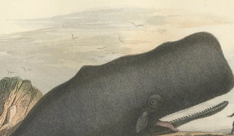 Le Physale Cylindrique (Sperm Whale), Hand-Colored Engraving, 1840, close-up 6