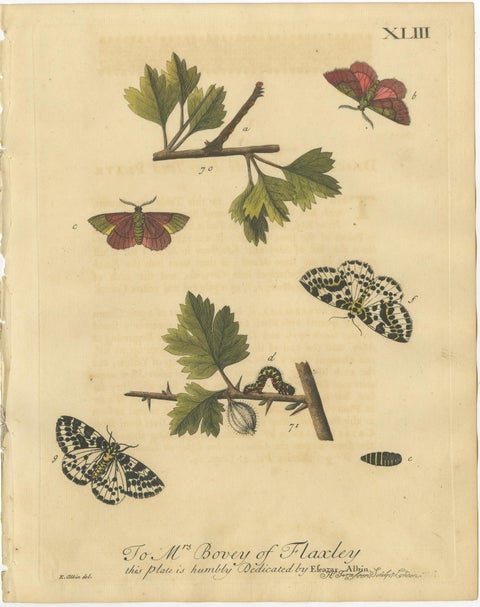 English Moths on Hawthorn, Hand-Colored Insect Engraving, Albin 1720, view 3