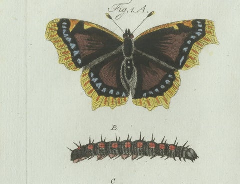 Original Antique Print of Peacock and Red Admiral Butterflies by Bertuch, c.1800, close-up 1