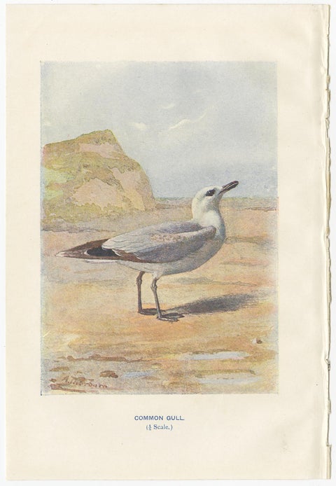 Set of 4 Antique Bird Prints Oyster Catcher, Gull, Sanderling, Auk, 1901, view 3
